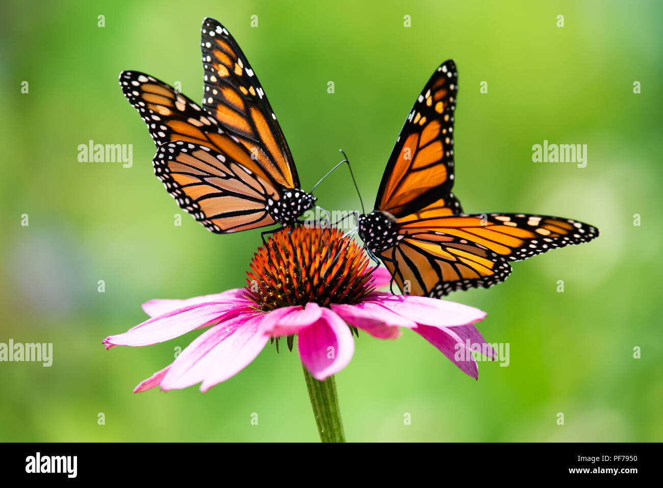 Due colorate farfalle monarca (Danaus plexippus) alimentazione sul cono rosa fiore nel giardino speculatore, New York, NY USA Foto Stock