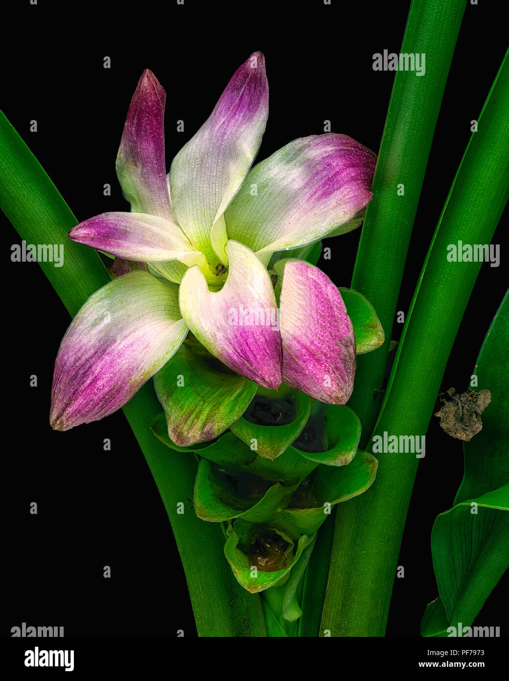 Lily Foto Stock