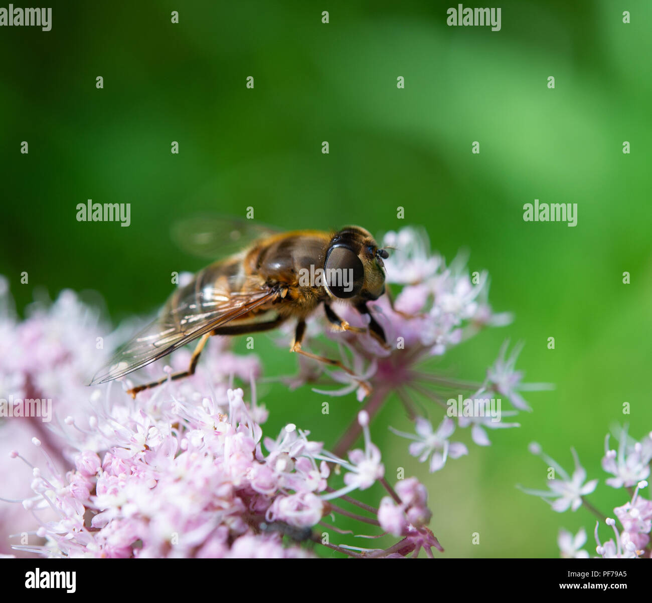 Bumblebee mimando hoverfly su wild angelica fiori Foto Stock