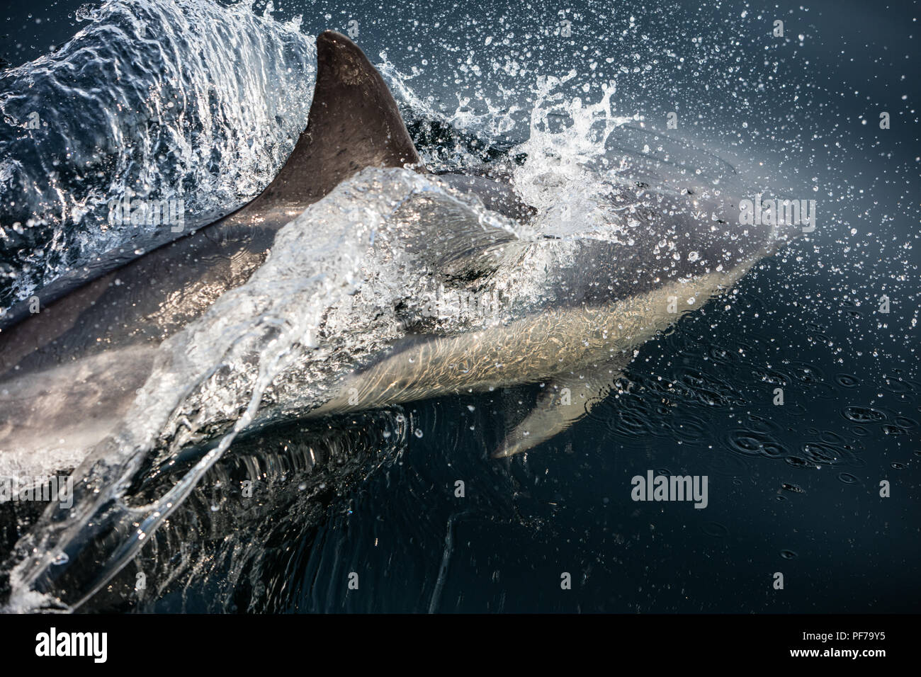 Una veloce e agile Short-Beaked delfino comune, Delphinus delphis, nuotate nell'Oceano Atlantico al largo di Capo Cod, Massachusetts. Foto Stock
