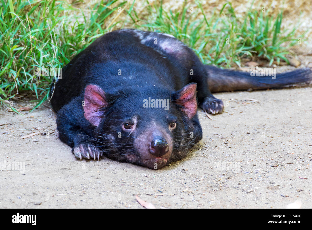 Diavolo della Tasmania - Sarcophilus harrisii - Captive campione Foto Stock