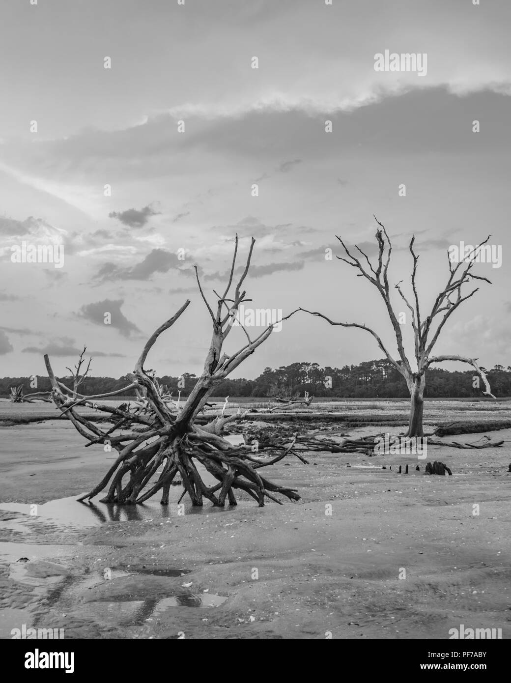 Ecologia: il riscaldamento globale - innalzamento del livello del mare - Spiaggia erosione - e i danni arrecati dall'uragano stanno uccidendo gli alberi di Botany Bay su Edisto Island South Carolina Foto Stock