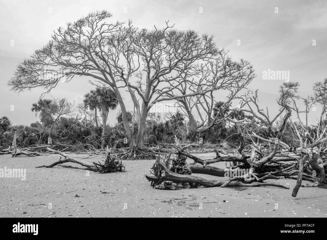 Ecologia: il riscaldamento globale - innalzamento del livello del mare - Spiaggia erosione - e i danni arrecati dall'uragano stanno uccidendo gli alberi di Botany Bay su Edisto Island South Carolina Foto Stock