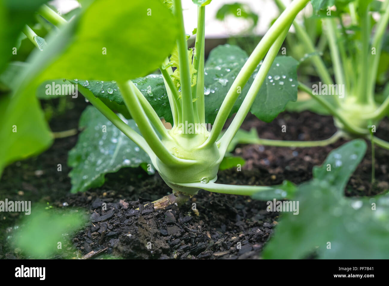 Chiusura del bulbo di cavolo rapa - brassica coltivazione di ortaggi in letto giardino con profondità di campo Foto Stock