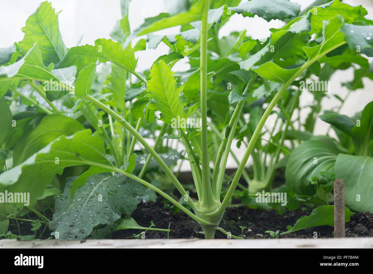 Foglie verdi - Cavoli crescendo in letto giardino - il cavolo rapa e pak choi (cavolo cinese/cavolo cinese) Foto Stock