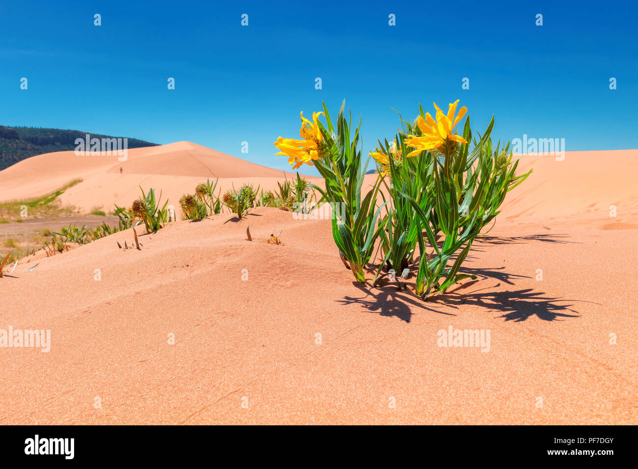 Fiori gialli nelle dune di sabbia del deserto Foto Stock