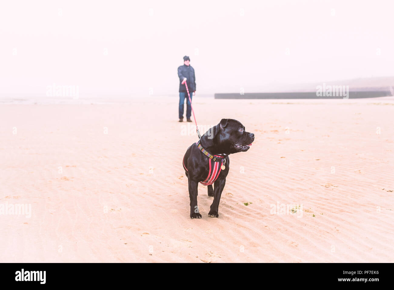 Un uomo su una spiaggia in inverno a bassa marea con un cane nero che indossa un cablaggio e utilizzando un filo estensibile. È molto nebbioso e nebbioso. Foto Stock