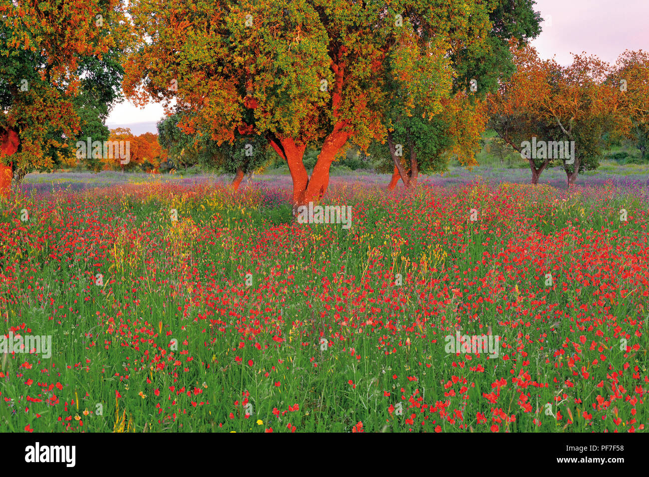 Le querce da sughero circondato da erba verde e selvaggio fiori colorati Foto Stock