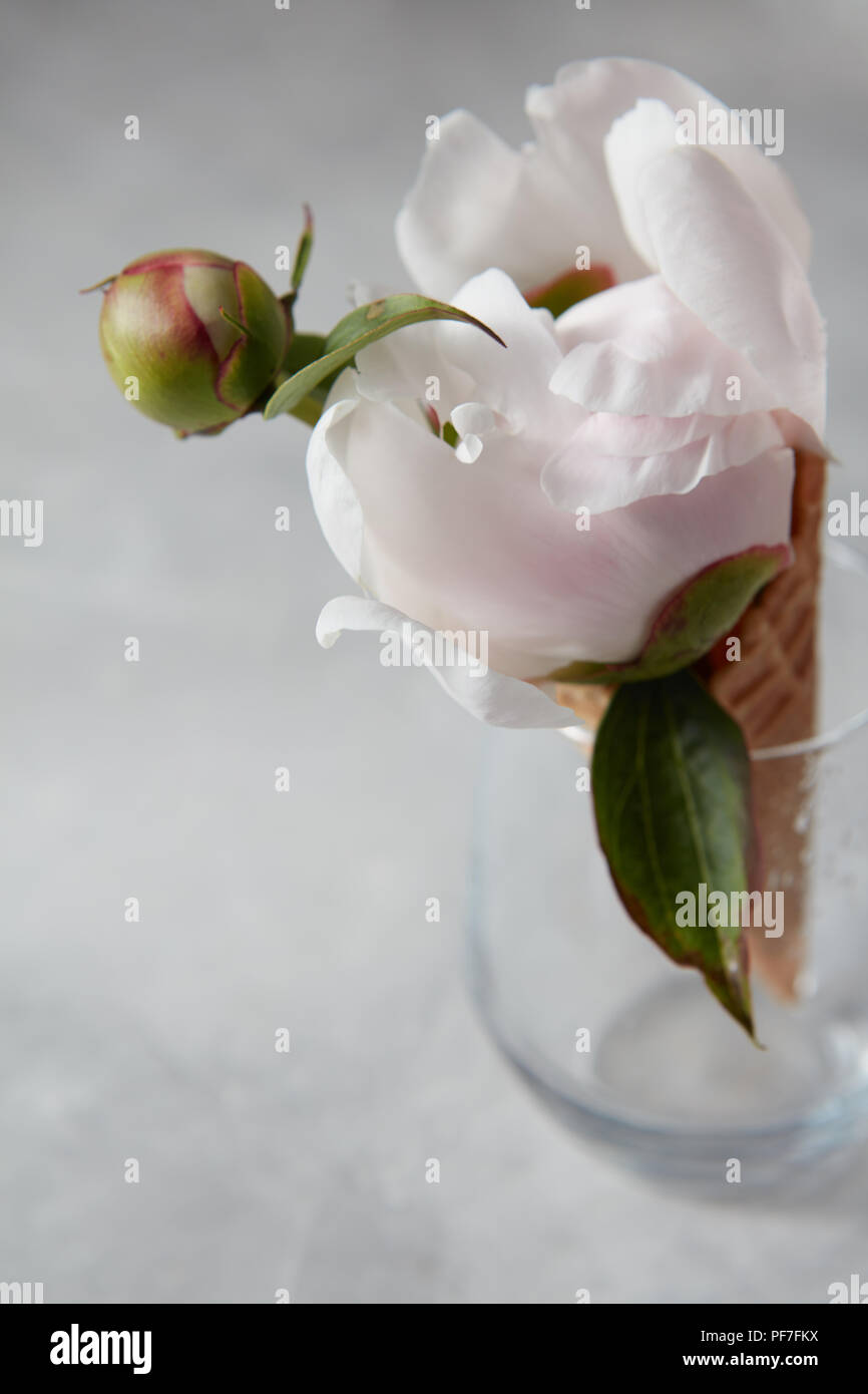 Il vaso di vetro con un bel fiore in una fetta avvisatore acustico su un cemento grigio sfondo, copia dello spazio. Concetto di estate. Foto Stock