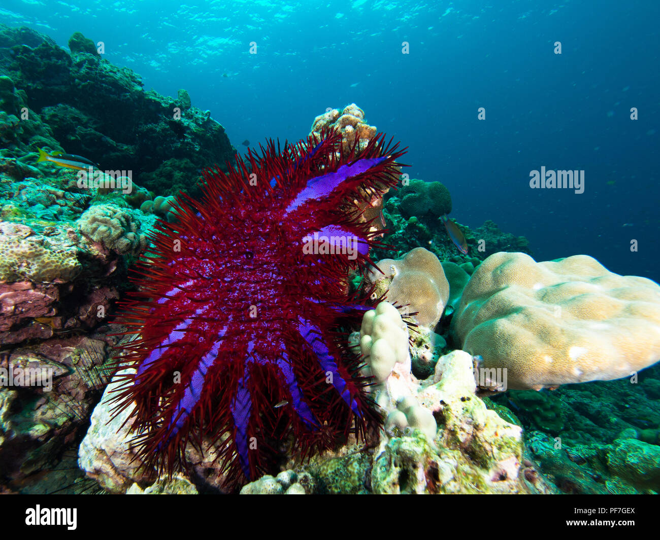 Corona di Thorn Seastar alimentarsi di un insalata coral Foto Stock