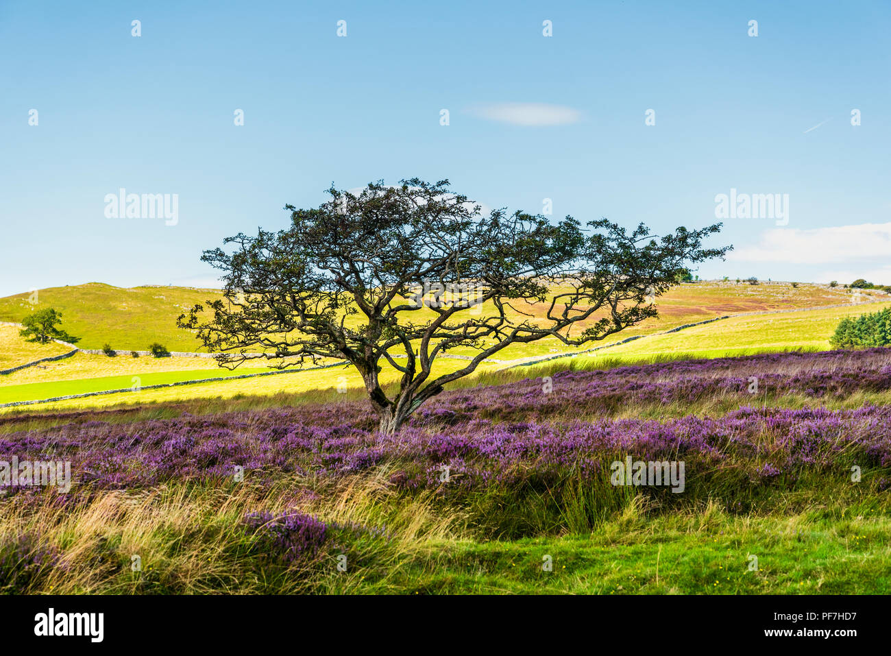 Thorn Tree e heather su Mori presso Sunbiggin Cumbria Foto Stock