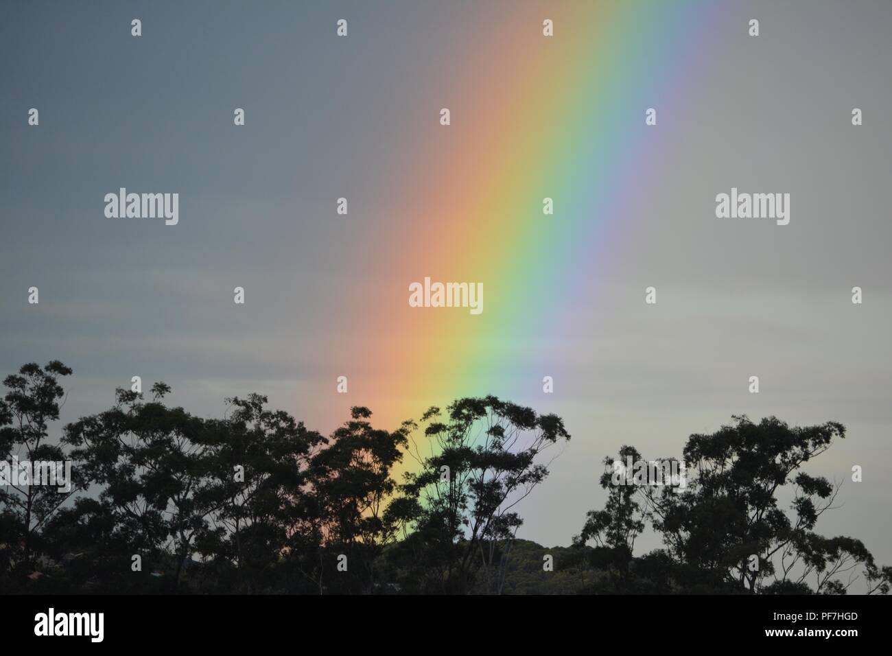 Arcobaleno contro cielo nuvoloso grigio. Linee spesse di rosa, arancione, giallo, verde, blu, viola. Colori sorprendenti in questo, cime degli alberi, Australia Foto Stock