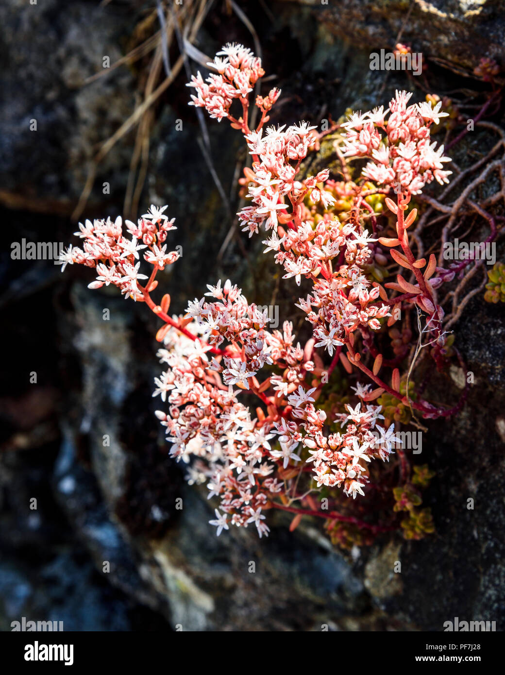 Stonecrop inglese (Sedum anglicum) su un muro di pietra a Grasmere nel Distretto del Lago Foto Stock