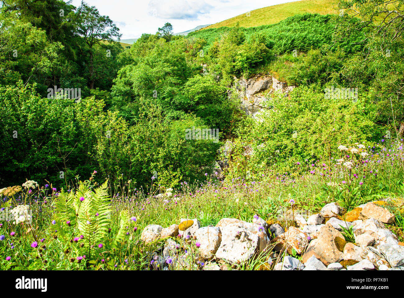 Il burrone di molva Gill sopra Ribblesdale. Yorkshire Dales National Park. Si tratta di un sito di particolare interesse scientifico e una Riserva Naturale Nazionale Foto Stock