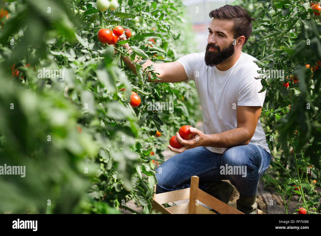 L'agricoltore caucasica raccolta di pomodori freschi dalla sua fucina Foto Stock