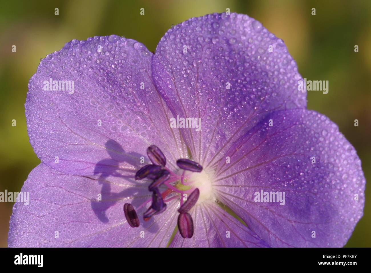 Geranium pratense macrofotografia Foto Stock