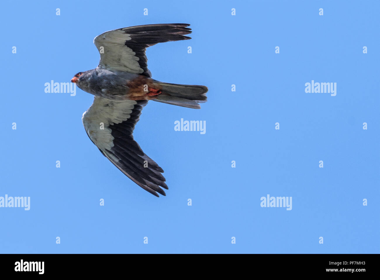 Amur maschio falcon Foto Stock