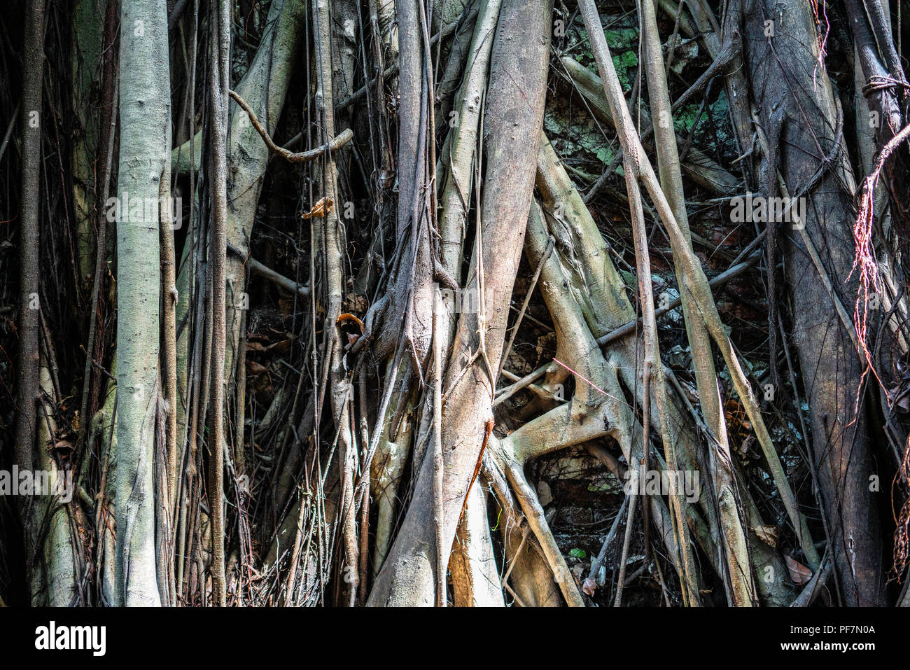 Primo piano di una parete ricoperta da banyan tree radici nella Treehouse in Anping district Tainan Taiwan Foto Stock