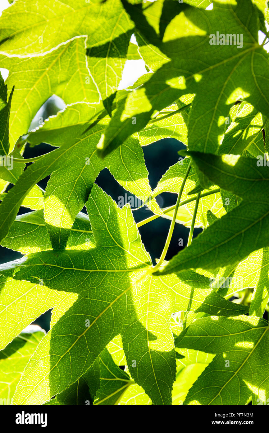 Configurazione astratta di pezzata dalla luce del sole che splende attraverso bright foglie verdi Foto Stock