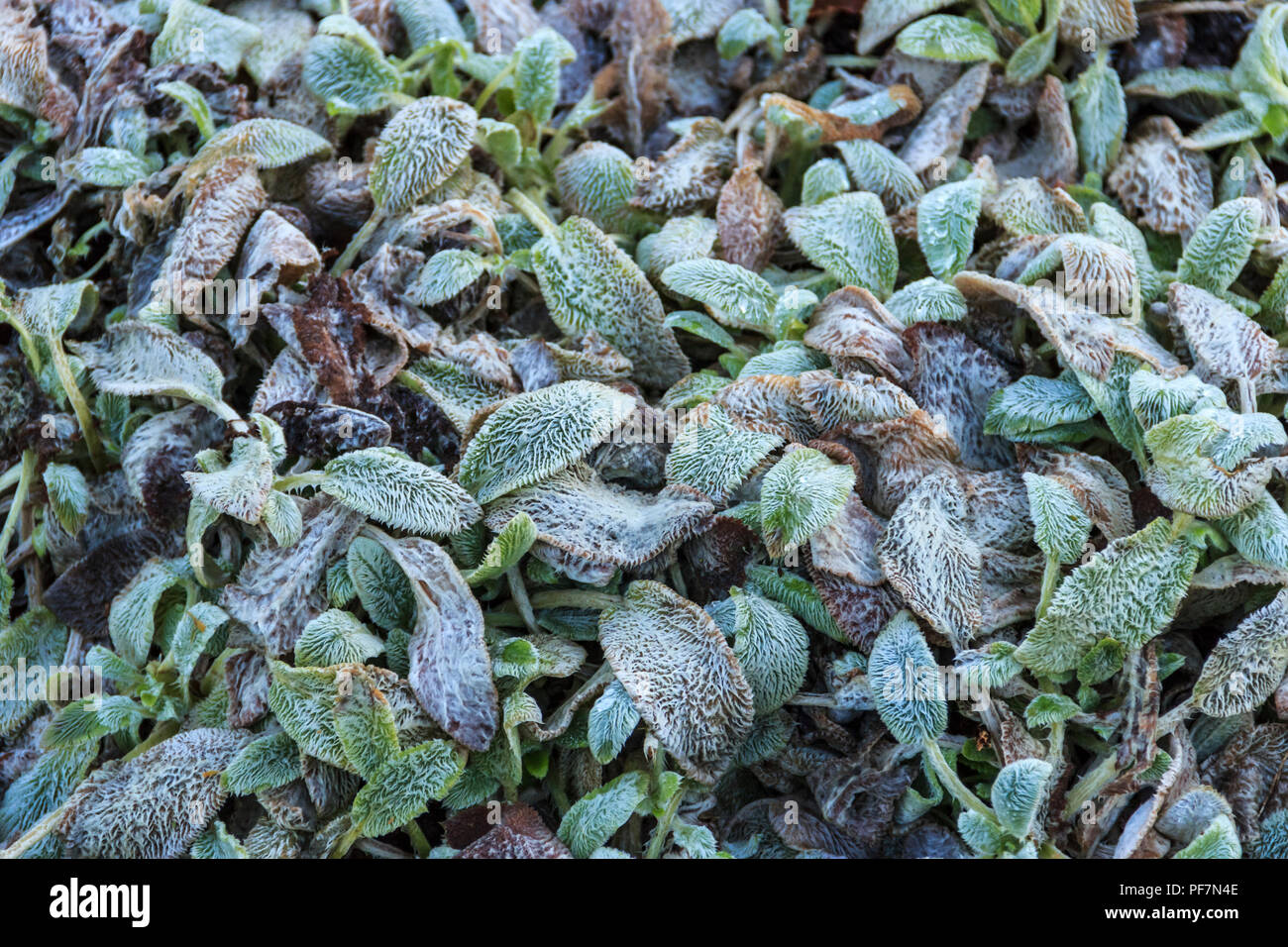 Sfondo floreale, il gelo su hairy blu-verde foglie di piante Foto Stock