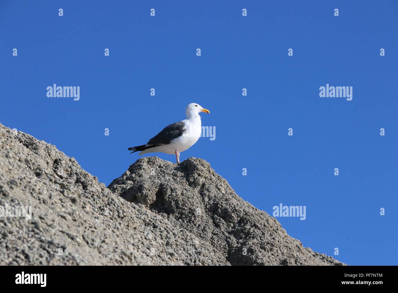 Gabbiano bianco con il nero ali posatoi su una roccia. Foto Stock