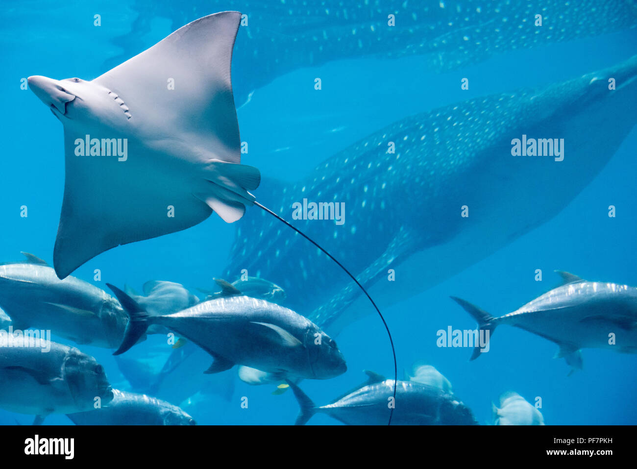 Raggio di aquila chiazzato e massiccia di squalo balena presso il Georgia Aquarium nel centro di Atlanta, Georgia. (USA) Foto Stock