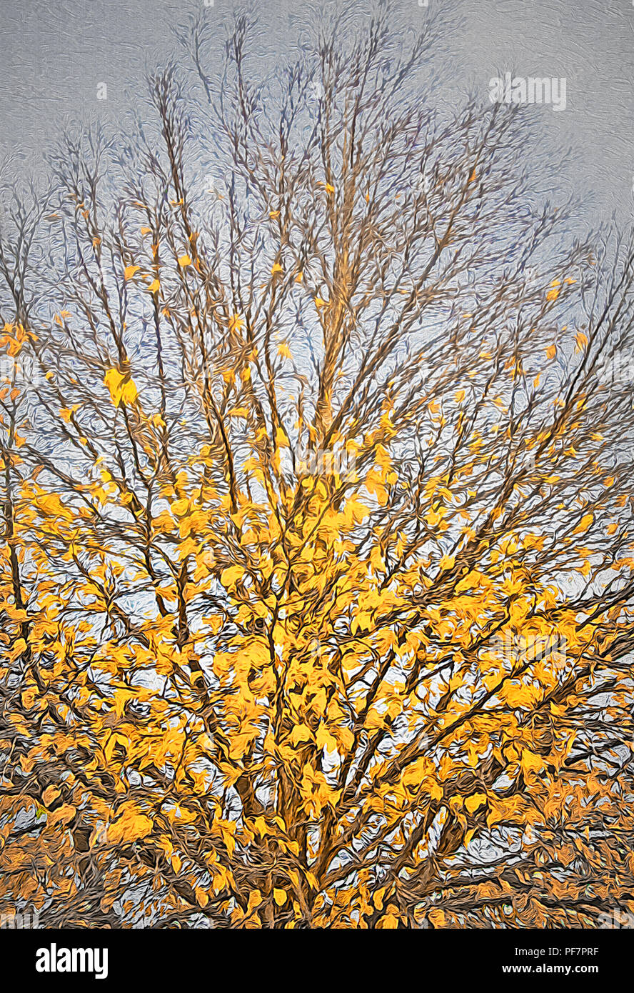 La mia stagione preferita è l'autunno. Un giorno ho speso del tempo per la guida in città, catturando più alberi e angoli di quegli alberi in blazing Autunno a colori. Questo Foto Stock