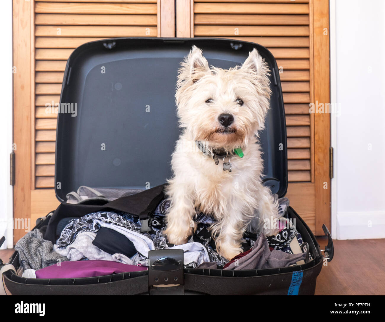 Pet friendly alloggio: scruffy West Highland White Terrier westie cane nel pranzo valigia bagagli Foto Stock