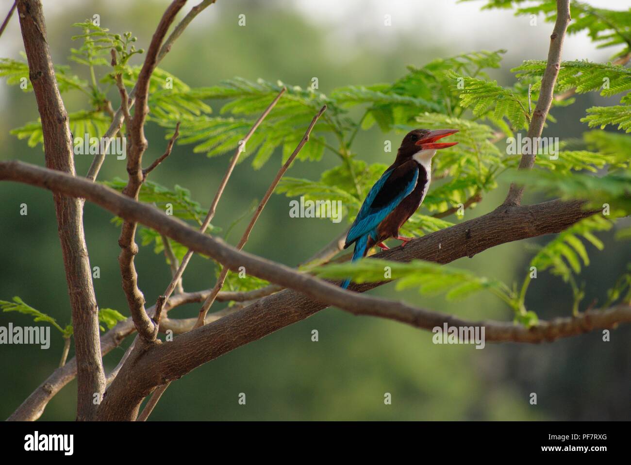 White Throated kingfisher è un albero kingfisher, ampiamente distribuito in Asia dalla Turchia est attraverso il subcontinente indiano Foto Stock