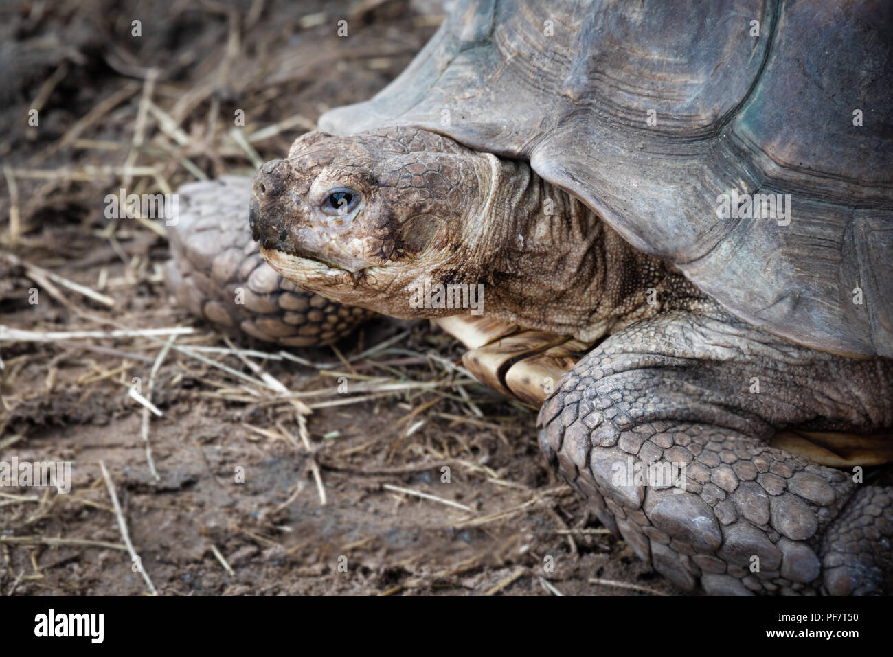 Un molto vicino ritratto di una tartaruga. La testa è rivolta verso sinistra e non vi è lo spazio per la copia. Il guscio e le scale sono molto dettagliati Foto Stock