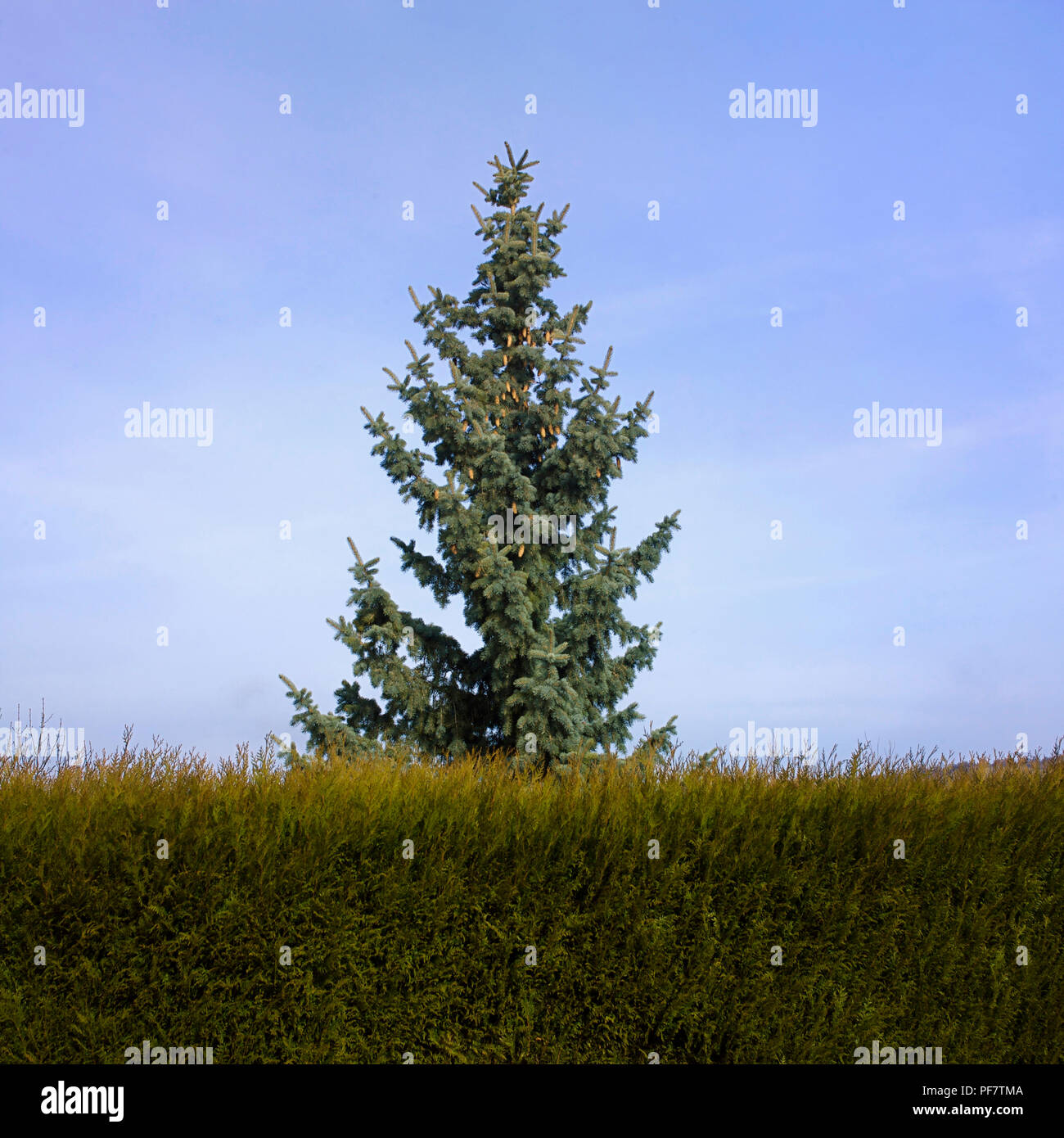 Bel primo piano di un albero di abete rosso che cresce nel verde sotto un cielo blu Foto Stock