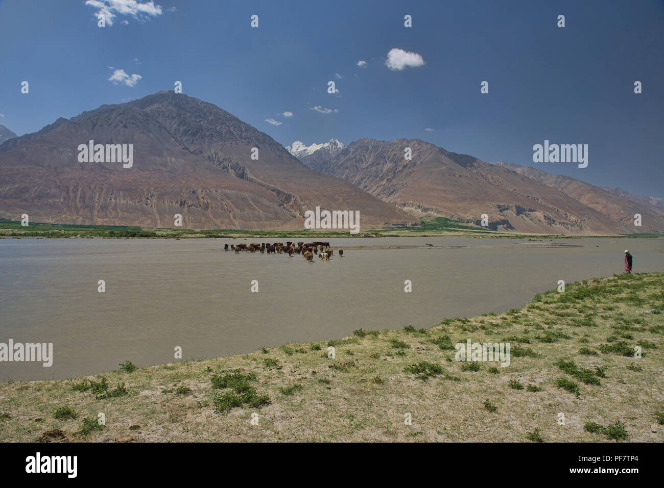 Bovini attraversando il fiume Panj nel Wakhan valle tra Afghanistan e Tagikistan Foto Stock