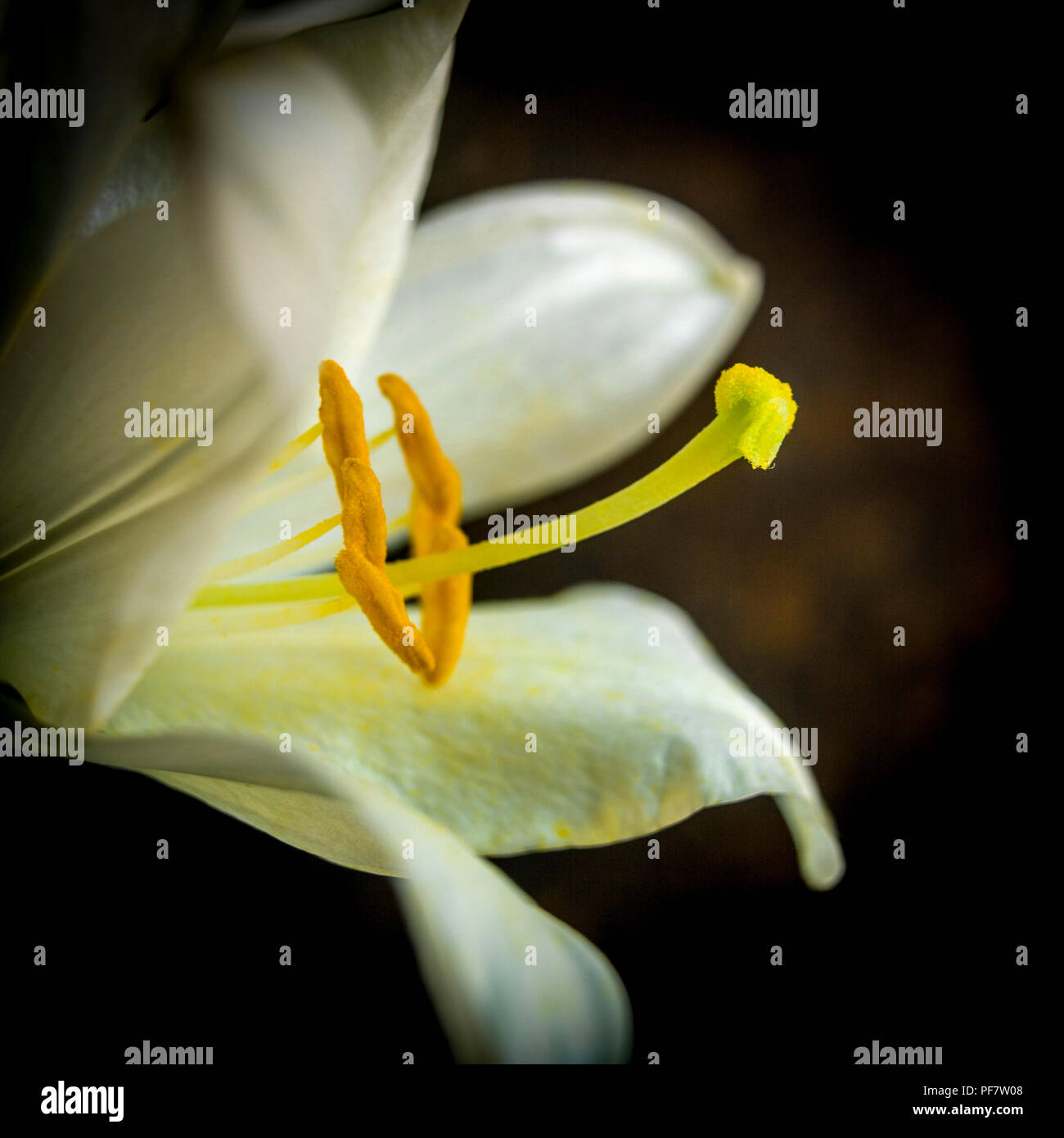 Primo piano macro scatto di un fiore bianco di giglio su sfondo scuro Foto Stock