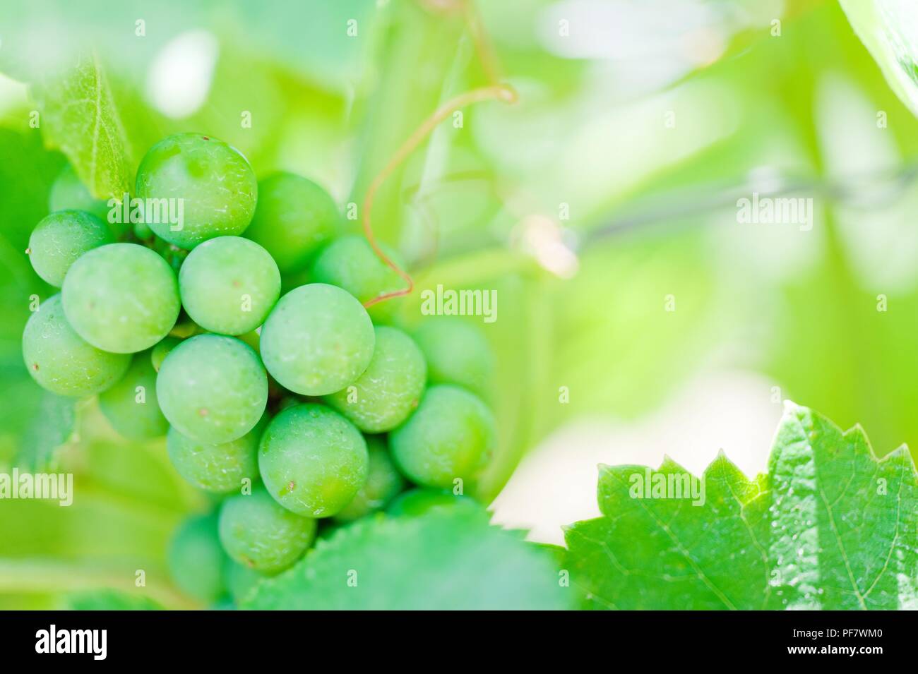 Crescente grappolo di uva verde in estate vigna closeup nel sud dell'Italia. Concetto di vinificazione Foto Stock