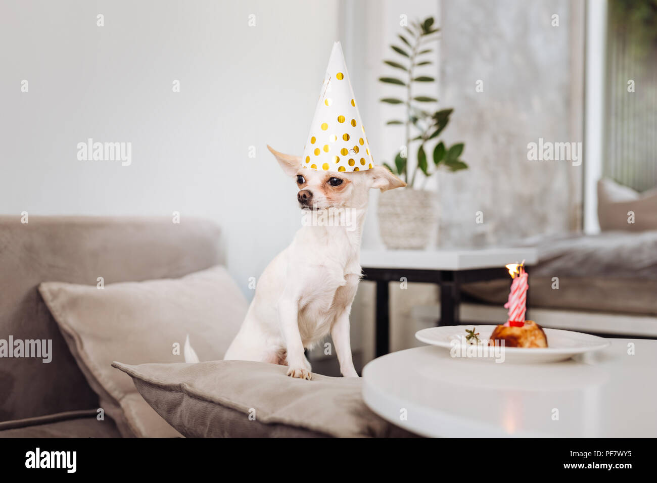 Funny piccolo cane in piedi vicino al tavolo con torta di compleanno Foto Stock
