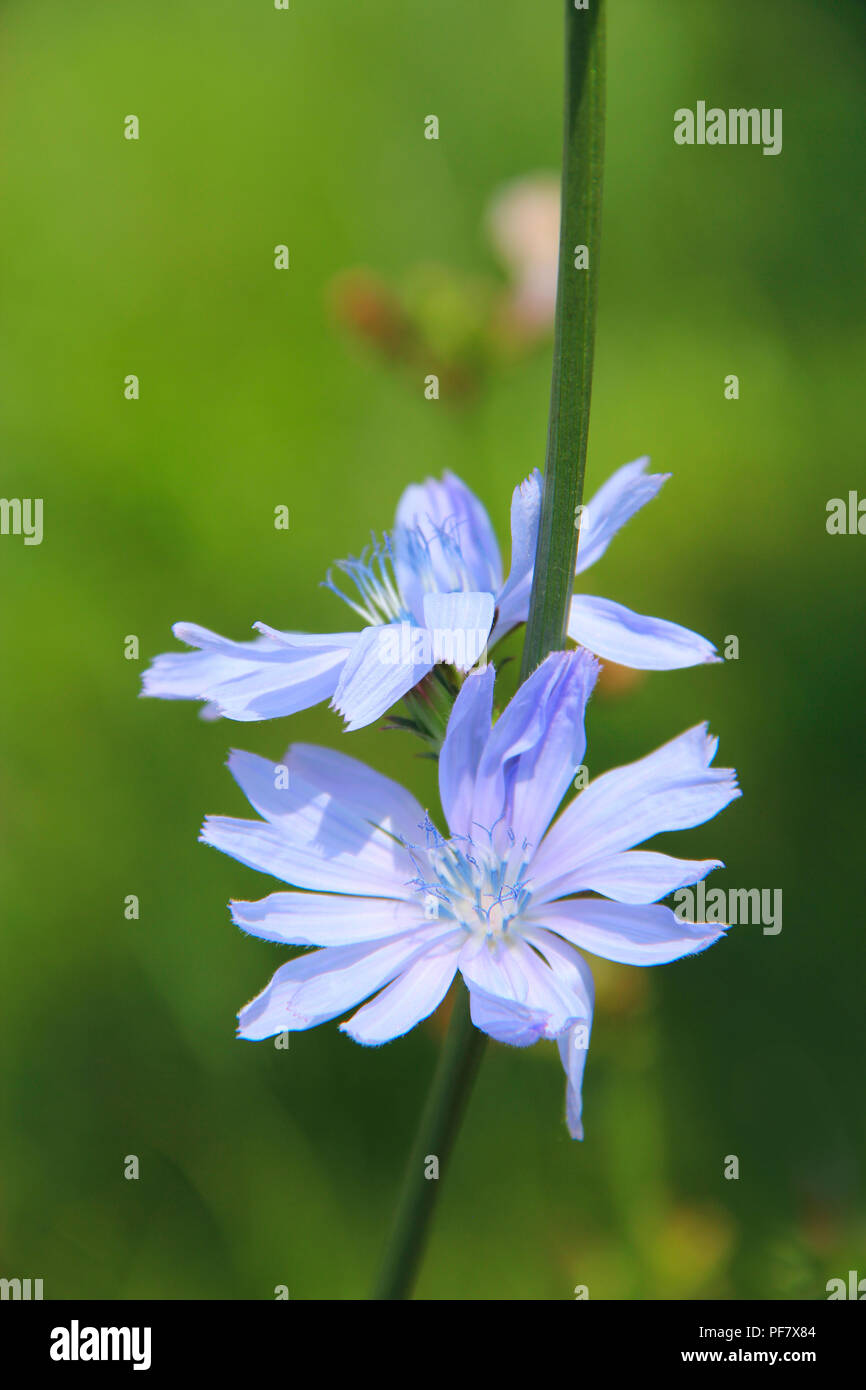 Fiori blu di Cichorium che fiorisce in estate closeup. Fiori medicinali crescono vicino a strada nel campo. Piante medicinali Foto Stock