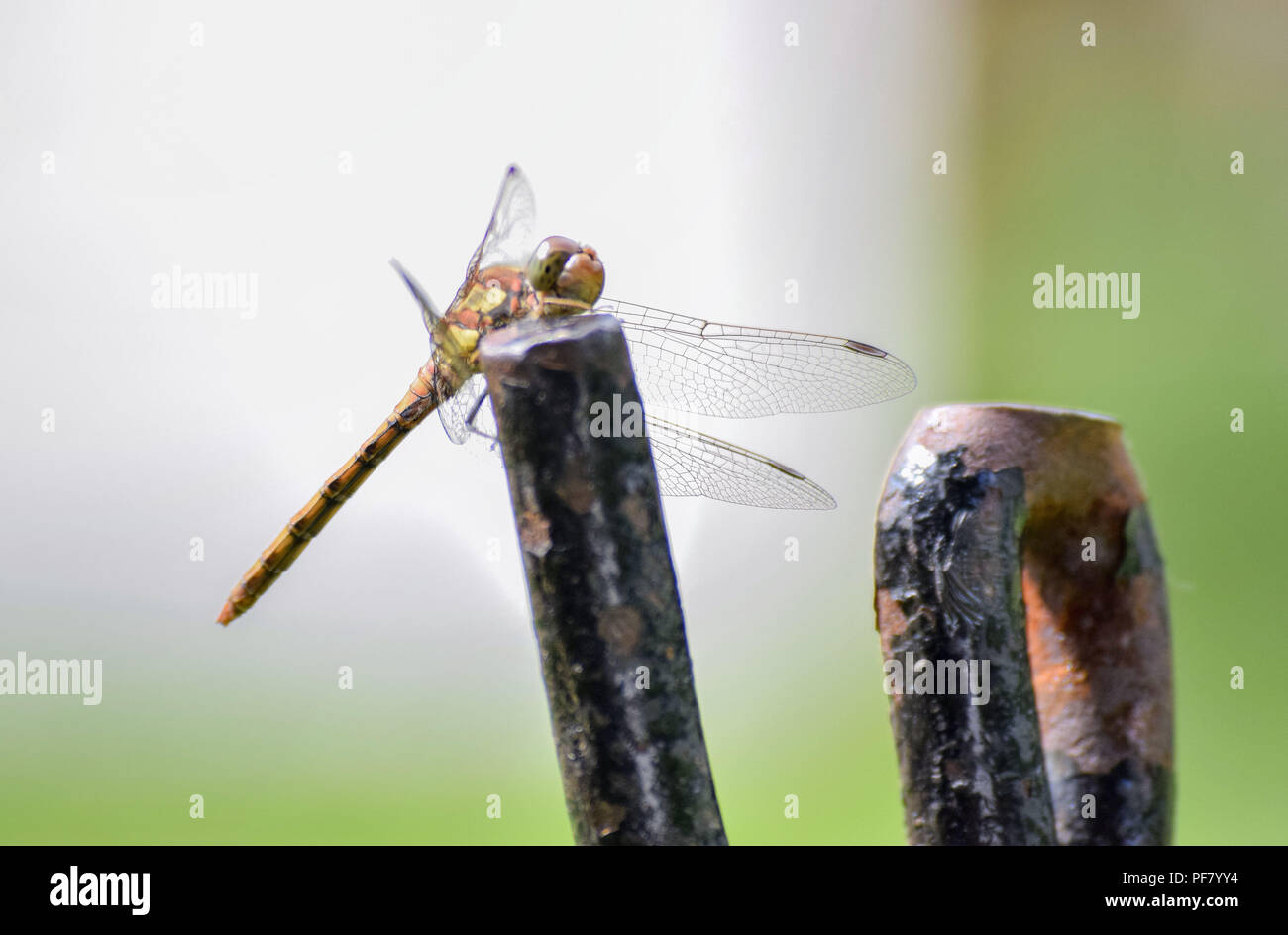 Libellula Foto Stock