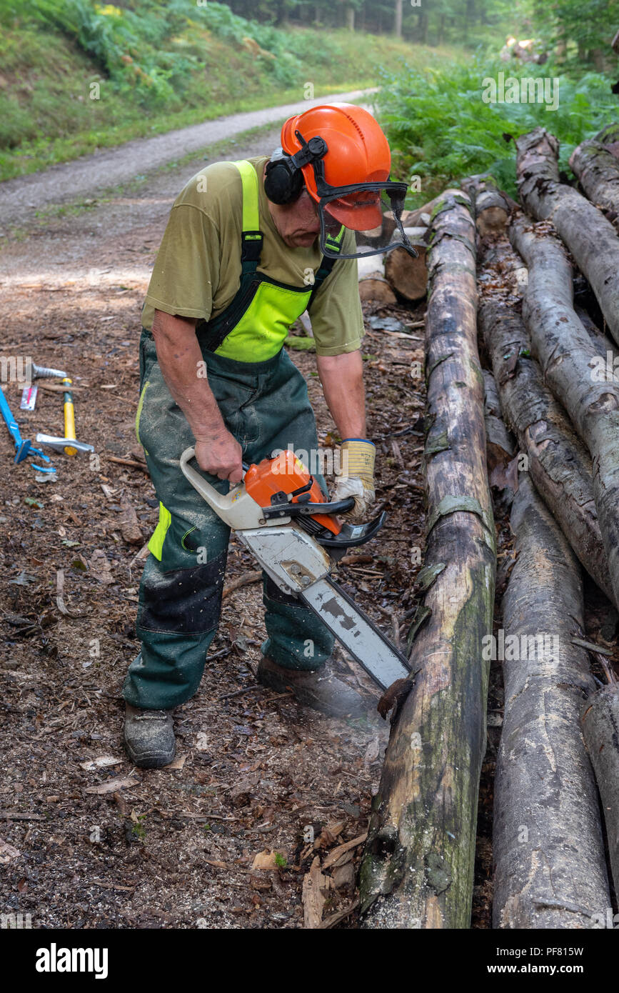 Lumberjack il taglio di alberi con una motosega in foresta Foto stock -  Alamy