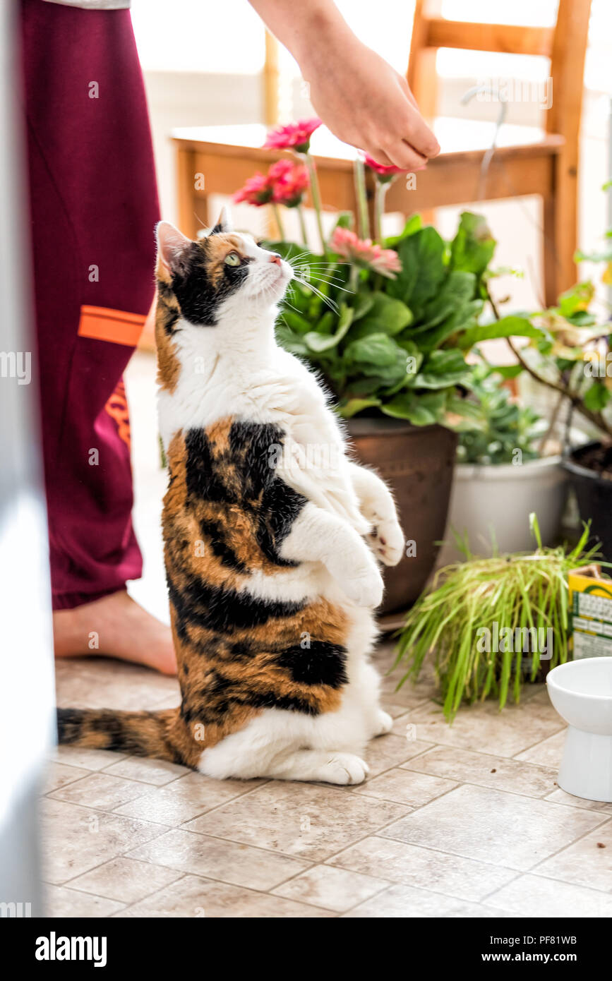 Fame, funny Gatti calico seduto, in piedi sulle zampe posteriori in attesa, cercando di essere nutriti con alimenti a base di carne sulla giornata di sole in cucina con ciotola, piante verdi Foto Stock