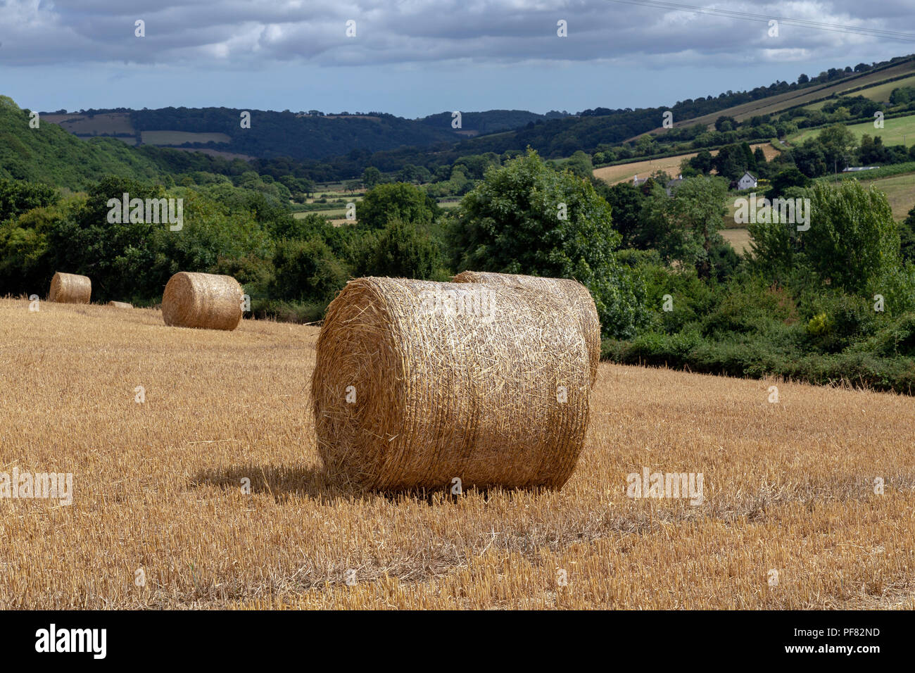 Teign Valley,Dunsford,grande avvolto o fascicolo rilegato di fieno .agricoltura, coltivazione, lavorazione, dissodamento, allevamento e di gestione del territorio, la gestione delle aziende agricole Foto Stock