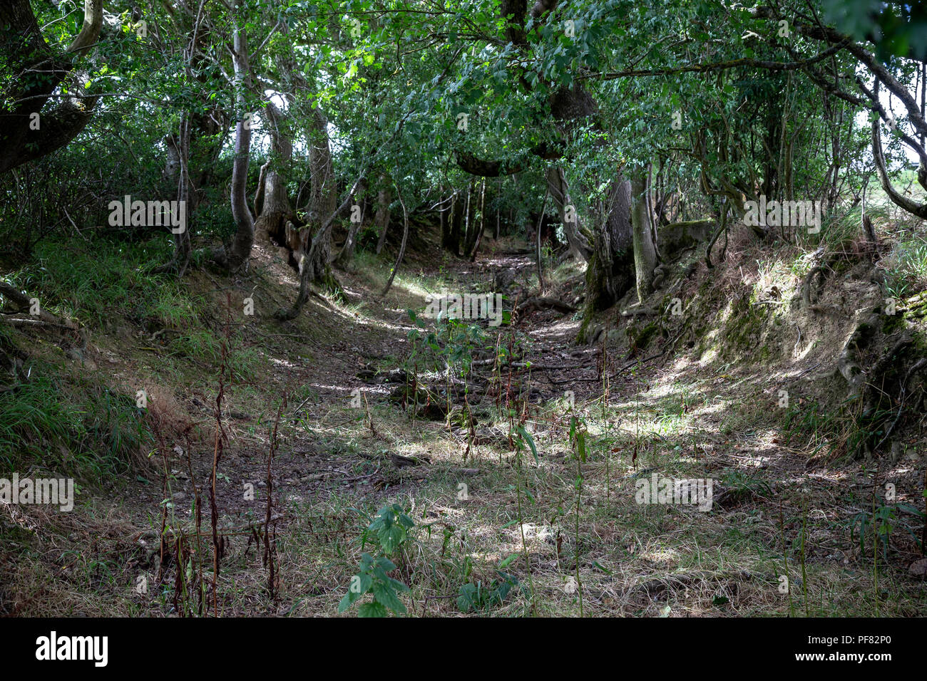 Antica, Foto di strada di paese, Devon - Foto di Inghilterra, Foto di ambiente, Foto di sentiero, Foto di foresta, Foto di colore verde, Foto orizzontali, Terra Foto Stock