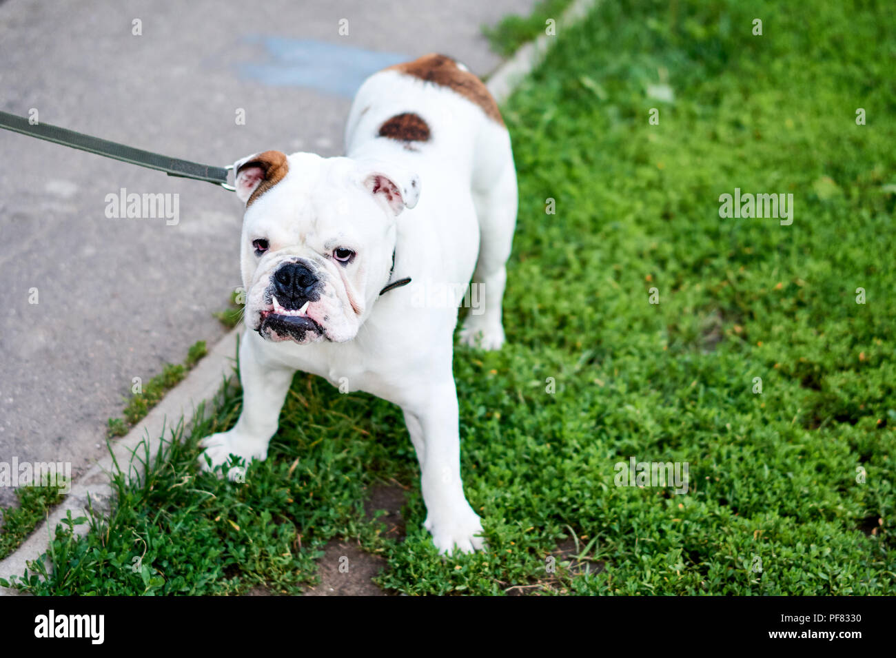 Colpo all'aperto di un adorabile bulldog francese in piedi sull'erba verde. Cucciolo di stand e si mostra i denti. Estate Foto Stock