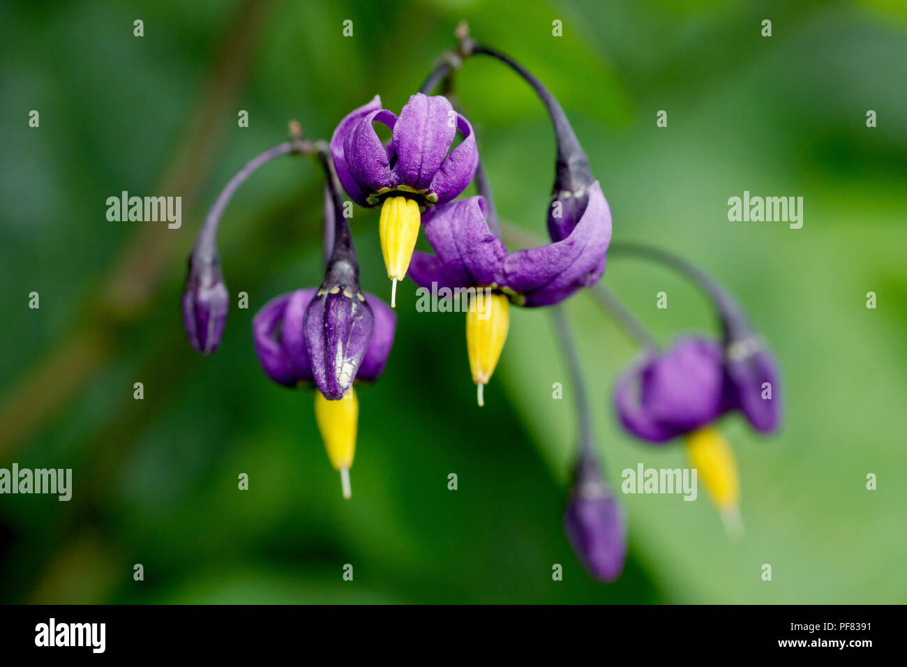 Agrodolce (Solanum dulcamara), anche noto come Woody Nightshade, una chiusura dei fiori con bassa profondità di campo. Foto Stock