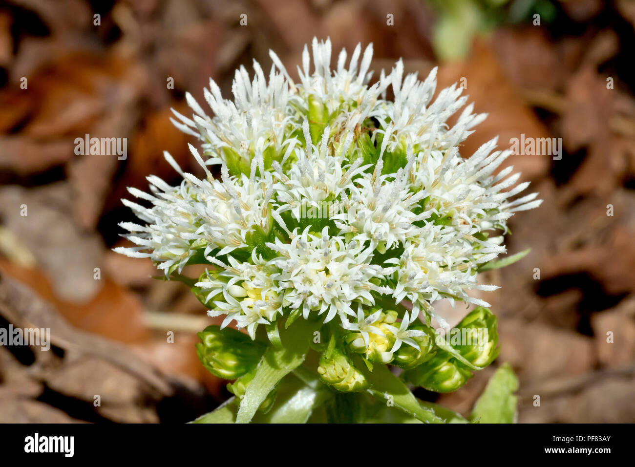 Petasite bianca (Petasites alba), chiusura del fiore maschio testa contro la molla a balestra figliata. Foto Stock