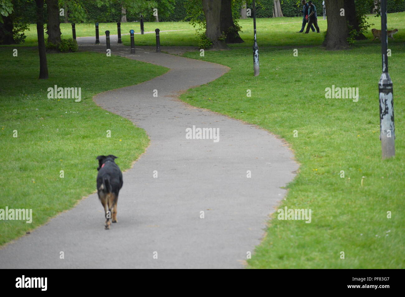 Cane nero passeggiate lungo il percorso nel parco da soli. Foto Stock