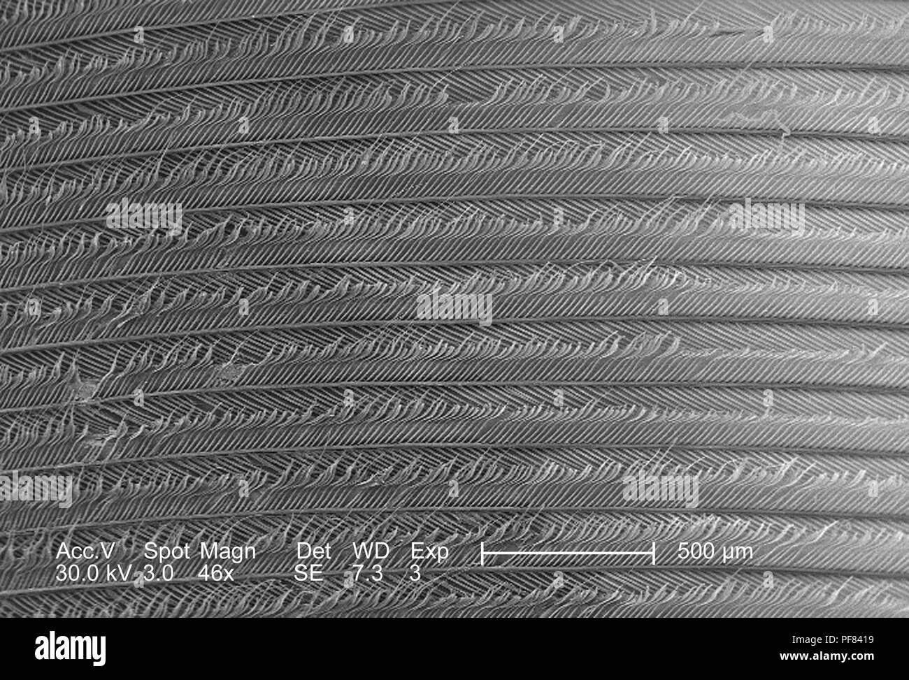 Fortemente ingrandita di piume raffigurato in 46x di scansione ingrandita al microscopio elettronico (SEM) immagine, 2006. Immagine cortesia di centri per il controllo delle malattie (CDC) / Janice Haney Carr. () Foto Stock