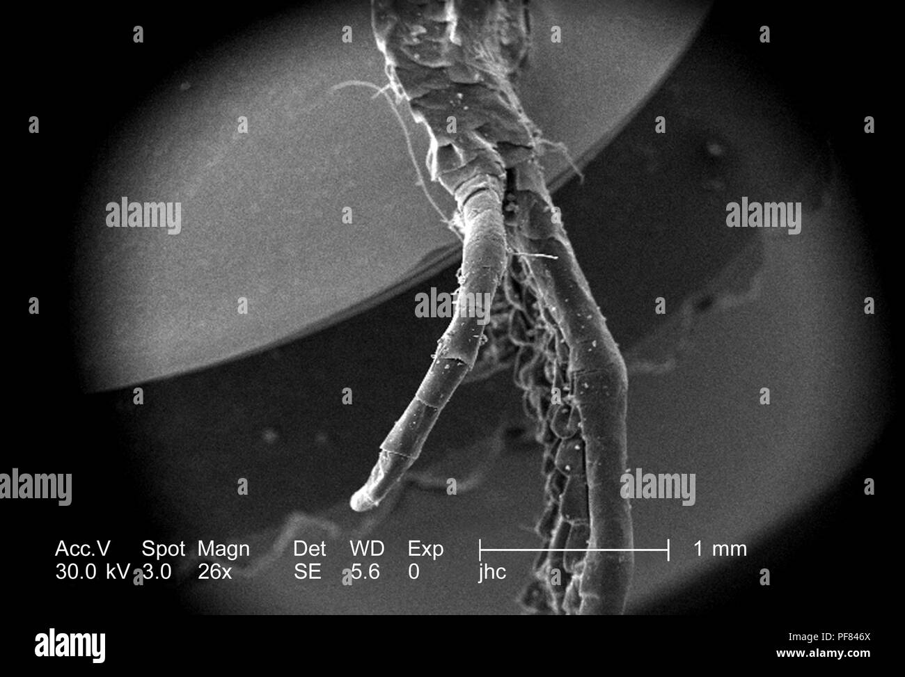 Caratteristiche morfologiche di un defunto lizard piede trovati in Decatur, Georgia, ha rivelato nel 26x di scansione ingrandita al microscopio elettronico (SEM) immagine, 2006. Immagine cortesia di centri per il controllo delle malattie (CDC) / William L. Nicholson, Ph.D. Cal Welbourn, Ph.D. Gary R. Mullen. () Foto Stock