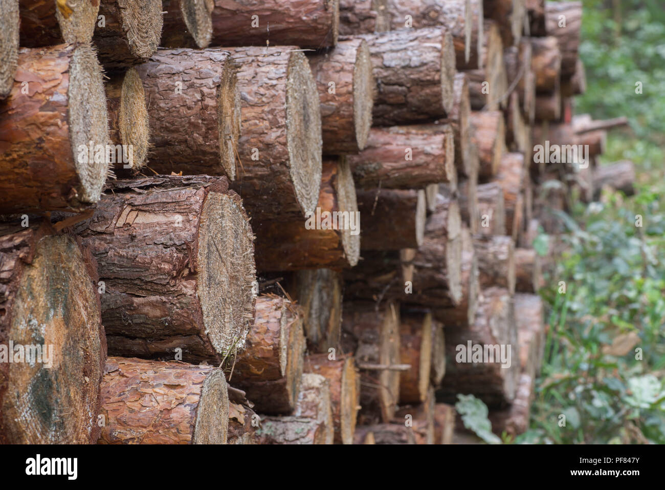 Pila di legno di pino log in foresta Foto Stock