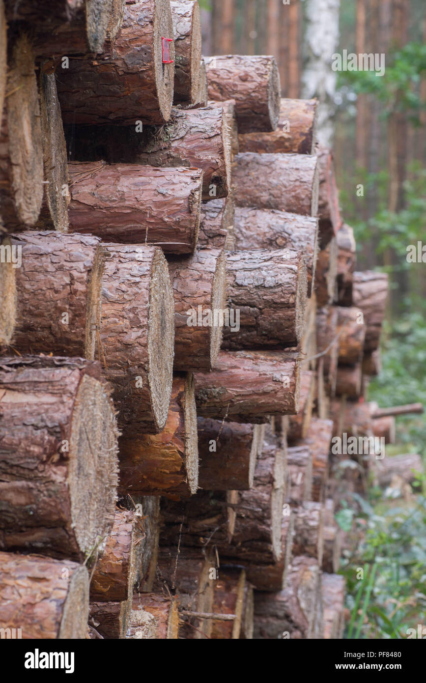 Pila di legno di pino log in foresta Foto Stock