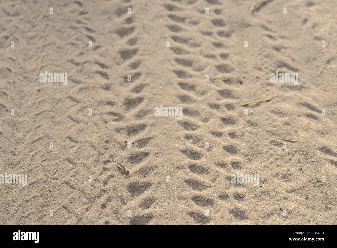 Ruote di bicicletta impronta del pneumatico in sabbia closeup Foto Stock